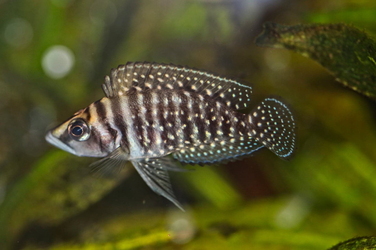 Altolamprologus calvus (white form) Lake Tanganyika cichlid