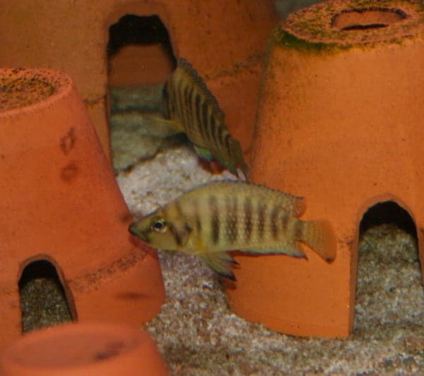 Altolamprologus compressiceps gold head morph, Lake Tanganyika cichlid