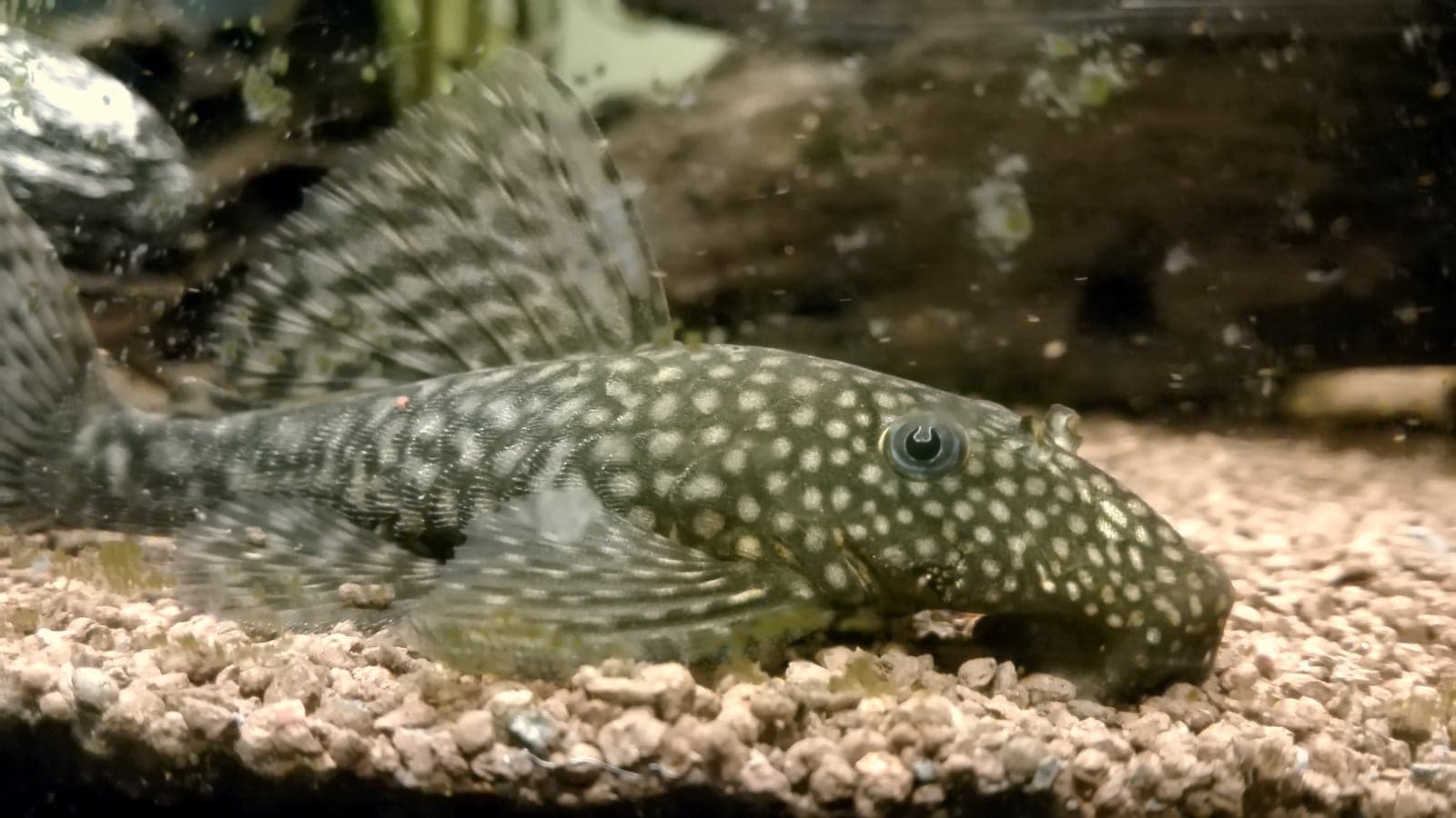 Ancistrus sp. bristlenose pleco catfish