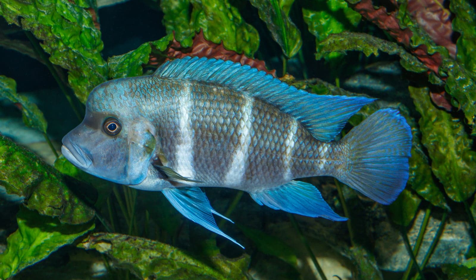 Cyphotilapia frontosa humphead cichlid, Lake Tanganyika