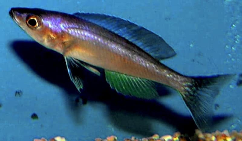 Cyprichromis leptosoma representative image