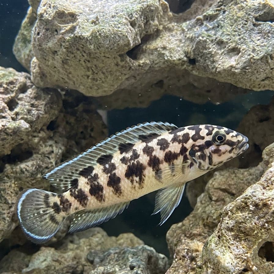 Julidochromis marlieri, AI-generated reference image (not an actual photograph)
