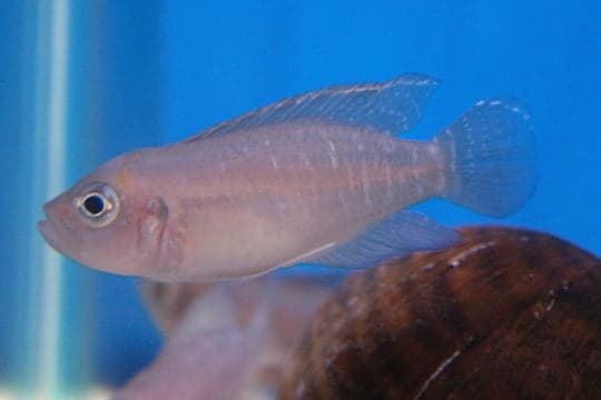 Neolamprologus brevis sunspot morph, Lake Tanganyika shell dweller