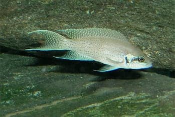 Neolamprologus brichardi Lake Tanganyika cichlid