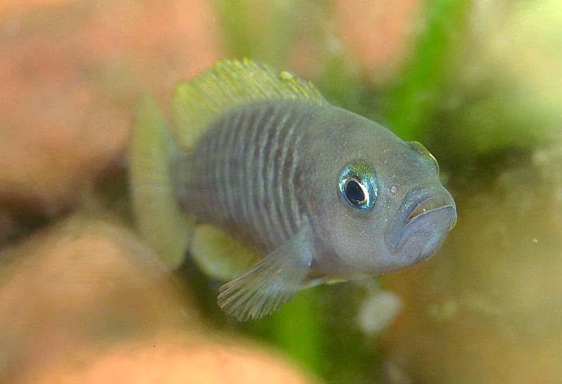 Neolamprologus multifasciatus Tanganyika shell dweller