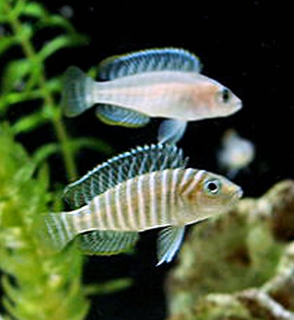 Neolamprologus similis Lake Tanganyika shell-dwelling cichlid